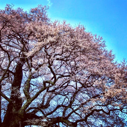 桜の寿命が長いのは本当 桜別の特徴も 山桜 八重桜 ソメイヨシノ等