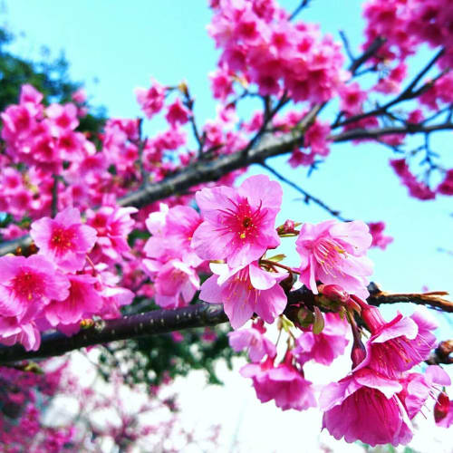 桜の寿命が長いのは本当 桜別の特徴も 山桜 八重桜 ソメイヨシノ等