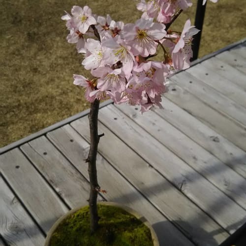 桜の挿し木方法や時期を徹底解説 植え替えや鉢上げは ちゃんと成長させるコツ