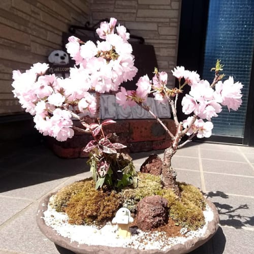 桜の挿し木方法や時期を徹底解説 植え替えや鉢上げは ちゃんと成長させるコツ