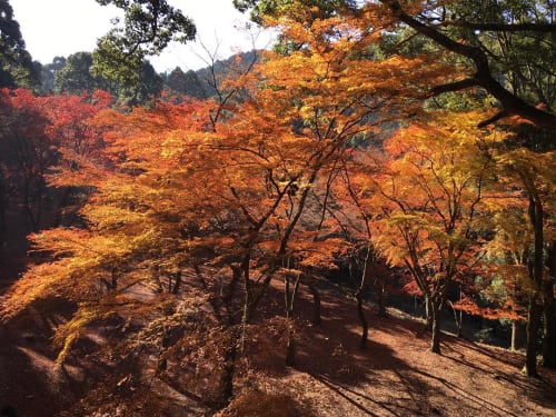 熊本の紅葉が見れるスポット厳選10 18年度版 時期や穴場まで