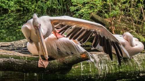 ペリカンの寿命ってどのくらい 日本のペリカンのくちばしの特徴 生態も紹介