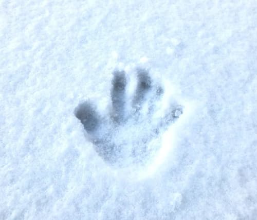 雪遊びの種類まとめ 子供から大人まで楽しめる 定番からマイナー遊びまで