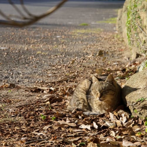 19年版 長崎の猫に会いたい おすすめの観光スポットは