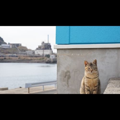 19年版 長崎の猫に会いたい おすすめの観光スポットは
