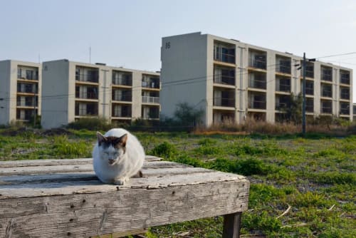 19年版 長崎の猫に会いたい おすすめの観光スポットは