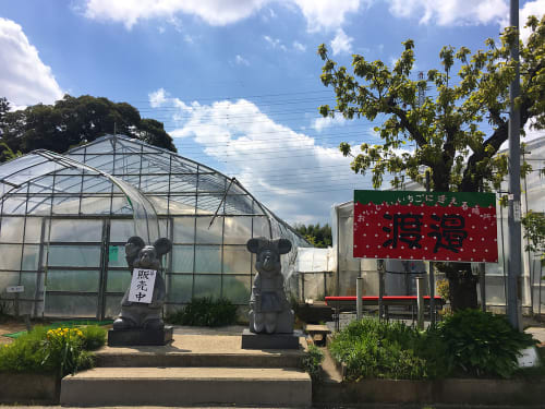 19年 今が旬 千葉県木更津 君津近辺のいちご狩りスポットを徹底ガイド