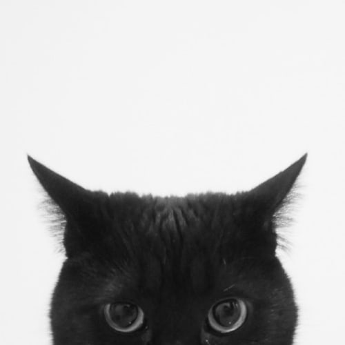 黒猫の夢占いの意味をご紹介 黒猫の夢は幸運の証 様々な夢を診断