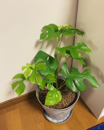 モンステラの植え替えで知っておきたいコツまとめ 時期から土の扱いまで