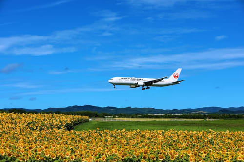 19年最新 黄色に輝く絶景 北海道 大空町の ひまわり畑 魅力を解説