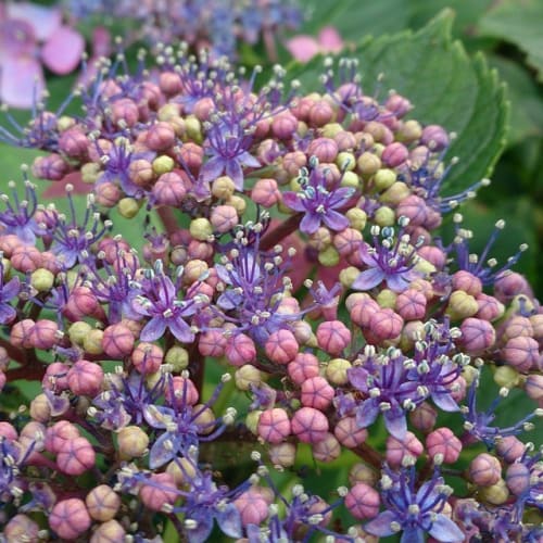 紫陽花の種類 人気の品種17選 名前と珍しい色や新種も紹介 白 青など