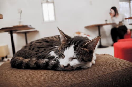 19年版 動物とふれあいたい 岐阜の動物園 猫カフェ10選