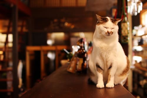 19年版 保護猫カフェも 岡山のおすすめ猫カフェ9選