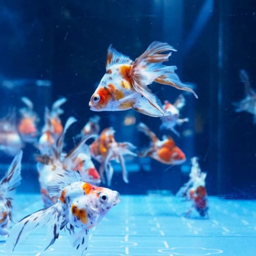 金魚が見られる水族館おすすめ厳選 東京の金魚名所は 19