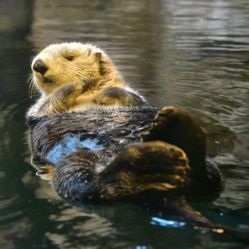 ラッコのいる水族館おすすめ厳選 日本で会えるラッコ画像満載 19