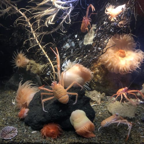 深海魚がいる水族館厳選19 沼津のどこがすごいの 関東 関西 九州