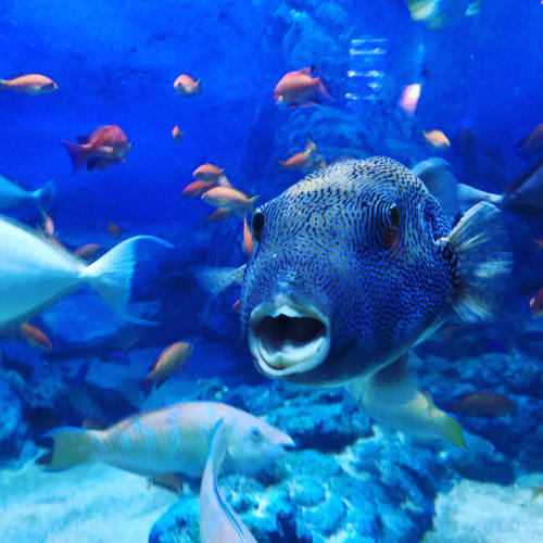 深海魚がいる水族館厳選19 沼津のどこがすごいの 関東 関西 九州