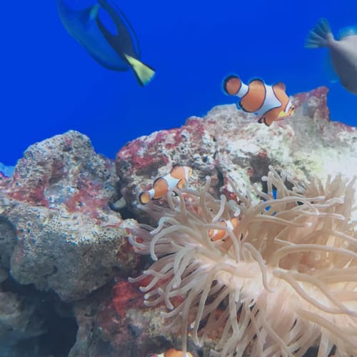 深海魚がいる水族館厳選19 沼津のどこがすごいの 関東 関西 九州