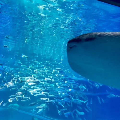 深海魚がいる水族館厳選19 沼津のどこがすごいの 関東 関西 九州