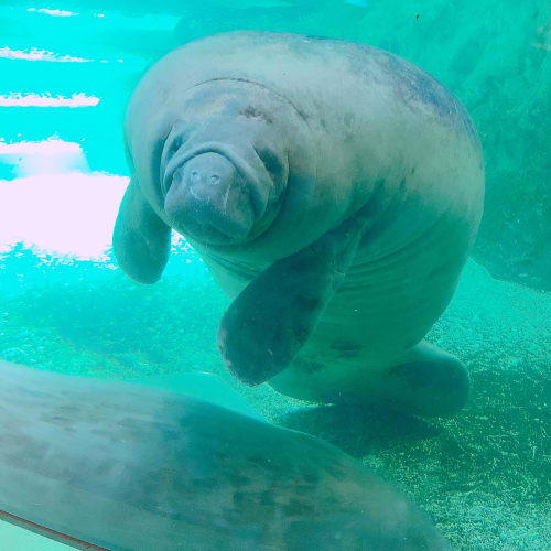 マナティーに会える水族館おすすめ厳選 関東からでも行けるのは 日本