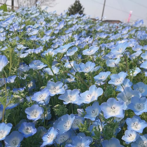 19年gwどこ行く 鹿児島 夢追い長島花フェスタの見所は