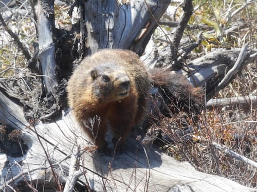 カナダで出逢える野生動物10選 遭遇場所や頻度を経験者が解説