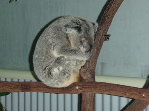 オーストラリアでコアラを抱っこ体験 実際に抱っこした感触 注意点などご紹介
