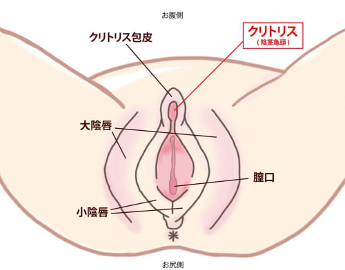 初心者必見 クリトリスの位置と触り方を伝授 クリが一番イかせやすい