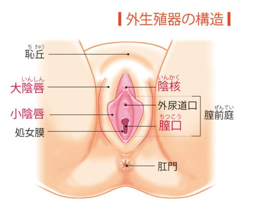 エロナンパ師が解説 おまんこってどうなってるの 男子が知りたいおまんこの全てを紹介 エロナンパ師が解説 おまんこってどうなってるの 男子が知りたいおまんこの全てを紹介