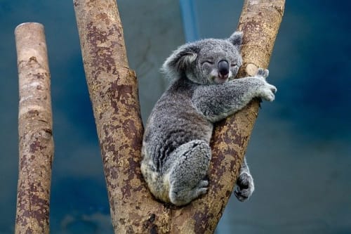 ケアンズおすすめ動物園6選と穴場スポットを紹介 コアラやワラビーと触れ合おう