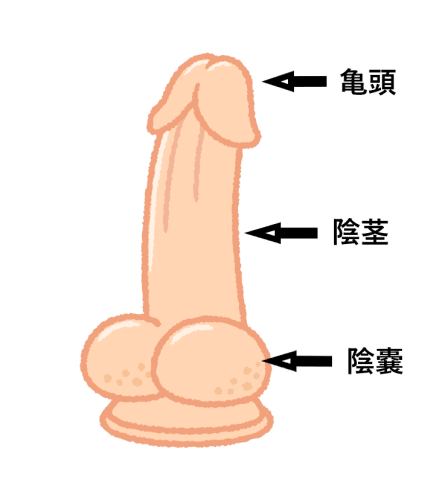 Sm嬢も推薦 彼氏のちんちんにエッチなタッチをしよう 気持ちいい触り方を伝授