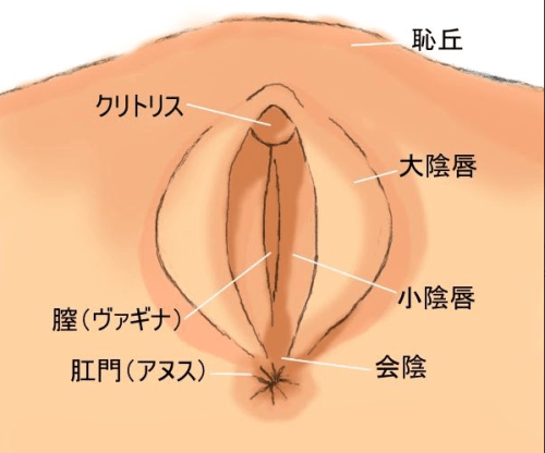 初心者必見 クリトリスの位置と触り方を伝授 クリトリスでのイカせ方も伝授