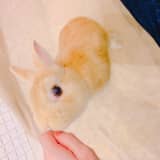 ayukaのサムネイル画像