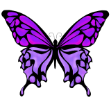 胡蝶のサムネイル画像