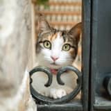 kimiのサムネイル画像