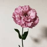 もえのサムネイル画像