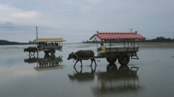 水牛車で渡る由布島の遊び方！子供連れ向けのレストラン&お土産情報！のサムネイル画像