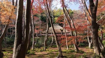 秋の観光は京都へ！絶景の紅葉・おすすめグルメ・旅館総まとめ！ライトアップも？のサムネイル画像