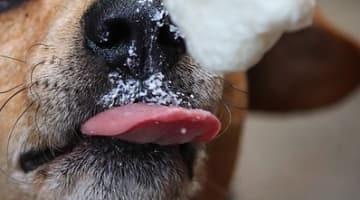バター犬ってなに？どんなプレイ？今も存在するバター犬プレイの体験談を暴露！のサムネイル