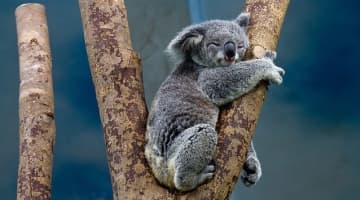 ケアンズおすすめ動物園6選と穴場スポットを紹介！コアラやワラビーと触れ合おう！のサムネイル画像