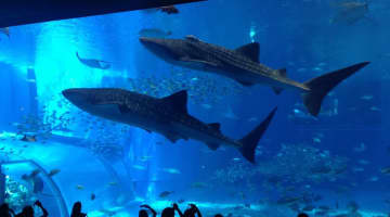 美ら海水族館限定のお土産はこれだ！子供も喜ぶお菓子・グッズをご紹介！のサムネイル画像