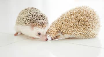 感じるキスをする方法！4種類のキスを使い分けよう！のサムネイル画像