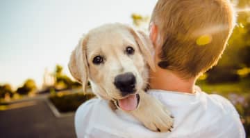 【経験者が解説】犬のペニスに異変！大切なワンちゃんが病気かも!?のサムネイル画像