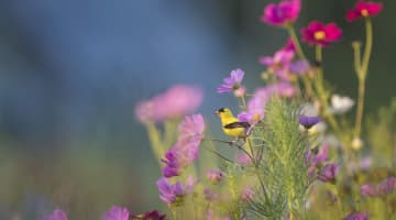 天理教信者の芸能人・有名人まとめ【2019年最新版】のサムネイル画像