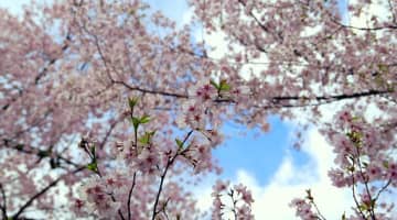 【ヤリチンが解説】花見を楽しみながらパンチラも楽しめる！拝める絶好な場所をご紹介！のサムネイル画像