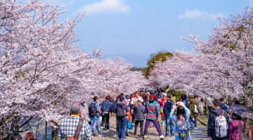 春の京都で食べ歩き！桜を愛でながら花見と食べ歩きを楽しもう！のサムネイル画像