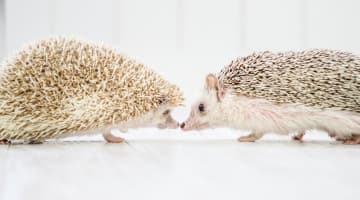 キスフレってなに？それだけで満足できるの？キスフレの魅力を紹介！のサムネイル画像