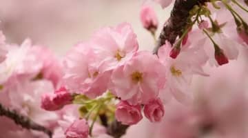 解説付き！パンチラが見れる全国のお花見スポット20選！【2025年】のサムネイル画像