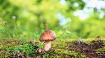 姿は女性なのにチンポがあるペニクリとは？淫らな姿がエロすぎる！のサムネイル画像