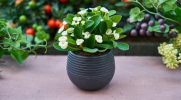 植物インテリアのおしゃれ画像50枚！誰でもできる飾り方のコツとは？のサムネイル画像